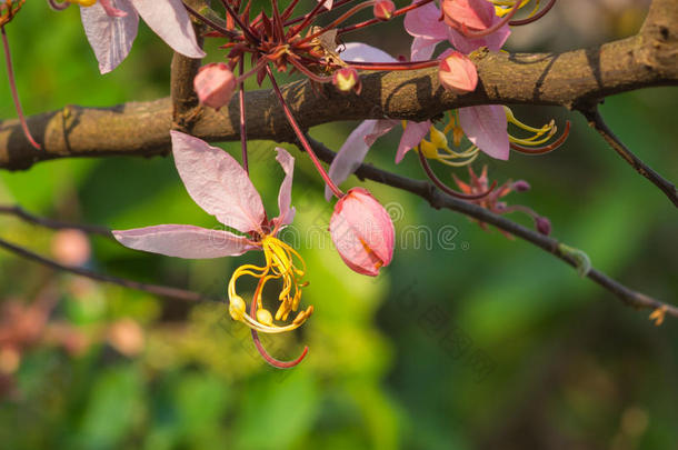 美丽的开花分支<strong>决明子</strong>植物区系