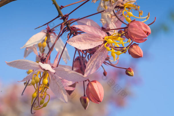 秋天美丽的开花分支决明子