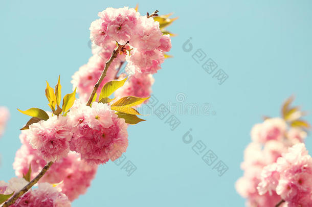 春天的樱花，美丽的粉红色花朵