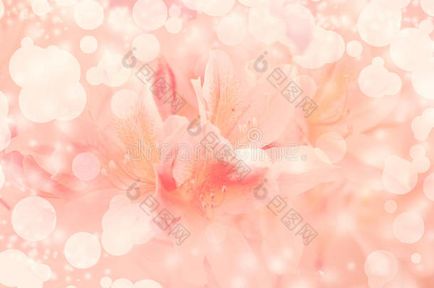 美丽的粉红色花朵背景