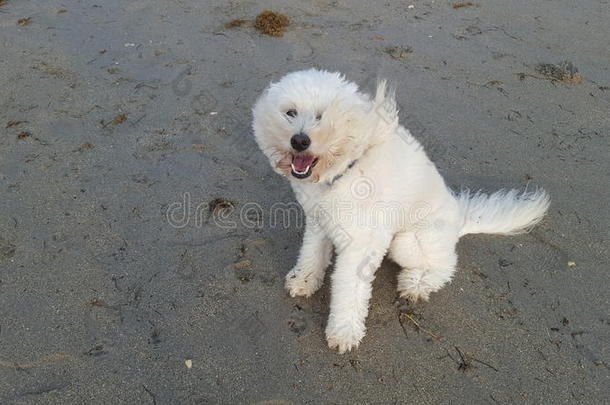 海滩狗享受拉布拉多犬沙