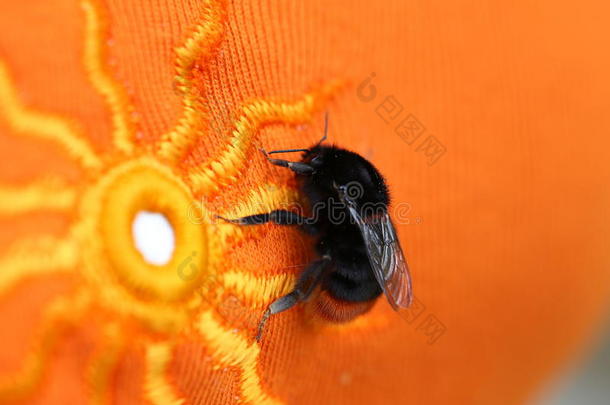 大黄蜂坐在明亮的橙色布上，上面有太阳图案