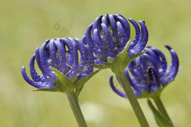 阿尔卑斯山蓝色桔梗科植物区系花