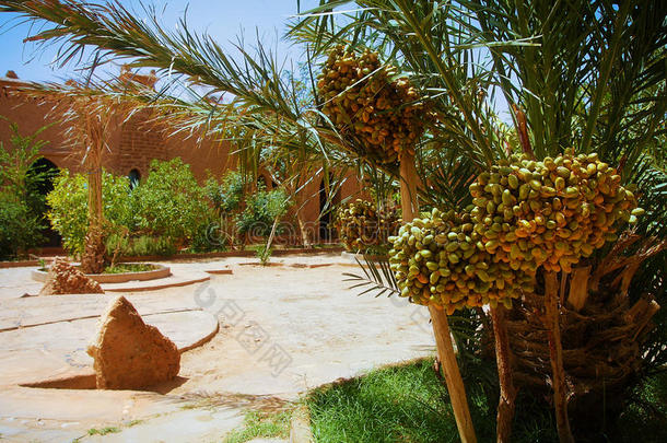 一个美丽的摩洛哥花园，有椰<strong>枣</strong>树和成熟的椰<strong>枣</strong>
