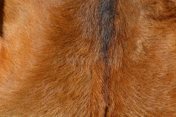 动物皮肤棕色皮毛纹理