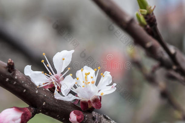 春天开花的杏树