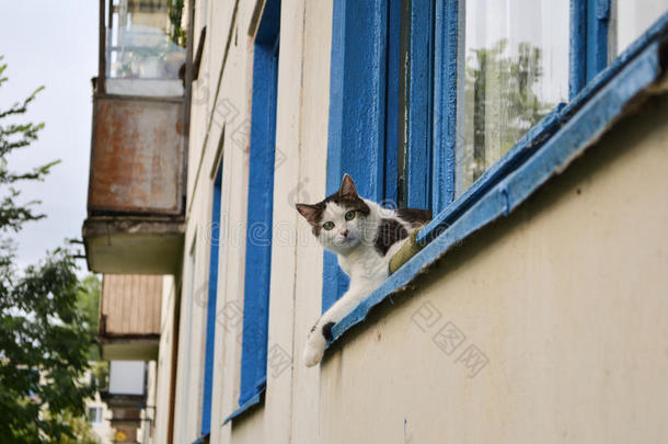 阳台蓝色建筑猫白天