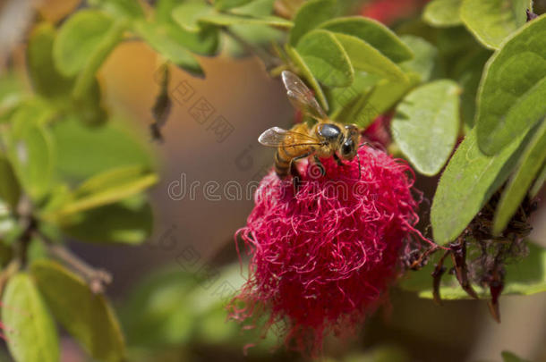 原料药蜜蜂开花灌木卡林德拉