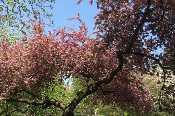 盛开花开春天时间树