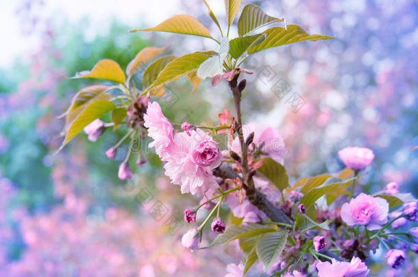 美丽的樱花枝在树上绽放的背景
