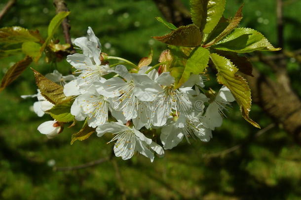 花园里<strong>免费送</strong>樱桃花