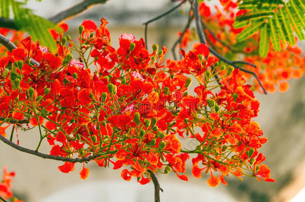 孔雀冠花或羽状羽状花序(