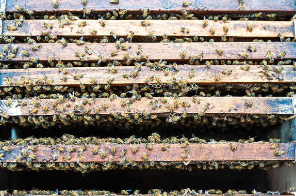 农业蜜蜂蜂巢养蜂人养蜂