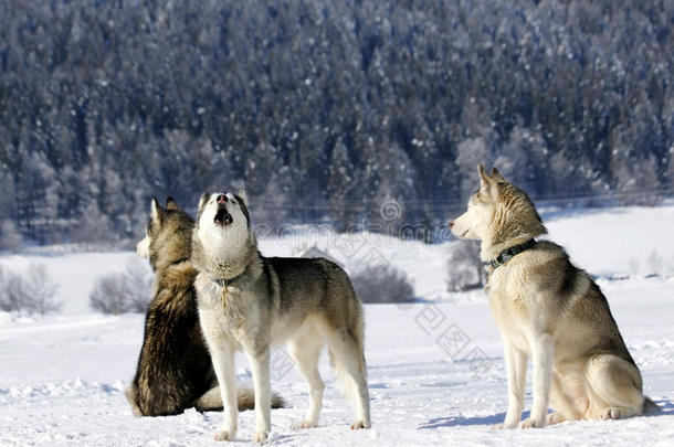 阿拉斯加动物美丽的繁殖犬科动物