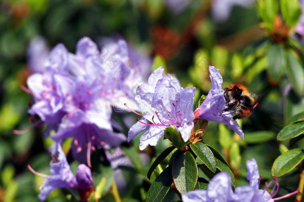 盛开的紫鹃“蓝色的奇迹‘