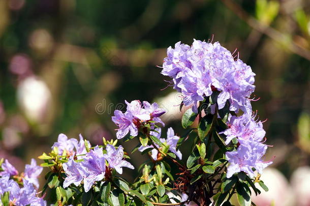 盛开的紫鹃“蓝色的奇迹‘
