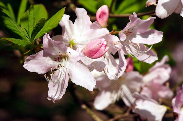 杜鹃花<strong>粉嫩</strong>的花