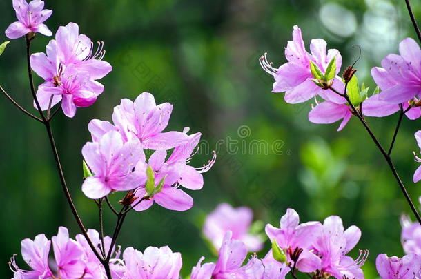 美丽的杜鹃花粉红色的花