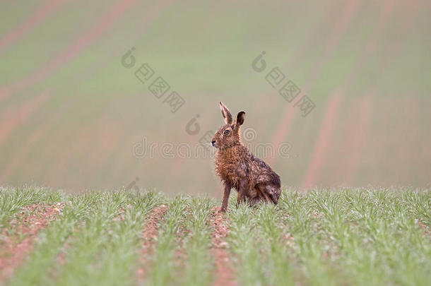 欧洲野兔也被称为棕色野兔，栖息在农田里