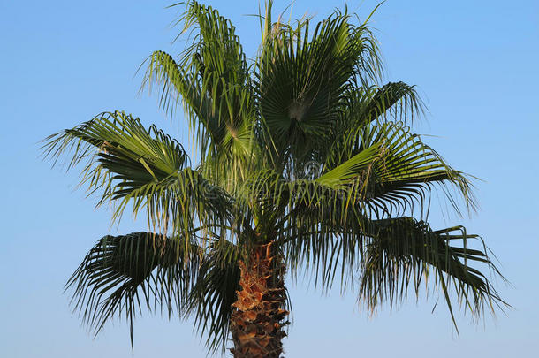 蓝天夕阳下的棕榈树