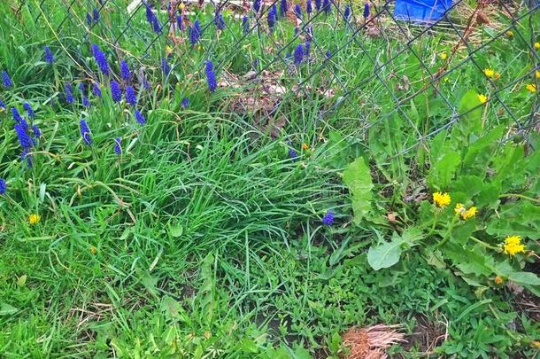 四月的阵雨带来五月的鲜花