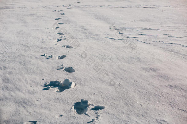 雪地上的<strong>脚步声</strong>