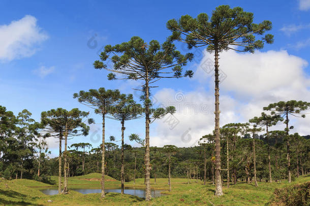 巴西松（巴西松），巴西