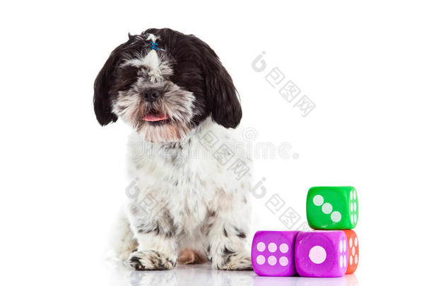 狗十子与骰子隔离在白色背景宠物玩具