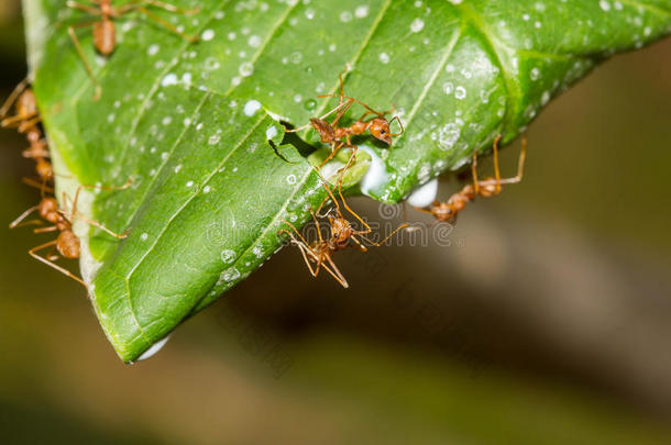 蚂蚁在树上<strong>筑巢</strong>，红蚂蚁<strong>筑巢</strong>
