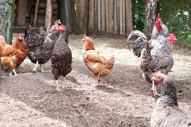 成群的鸡走到家禽养殖场