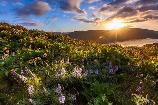 美丽的日出和野花在罗维纳峰观点，<strong>矿石</strong>
