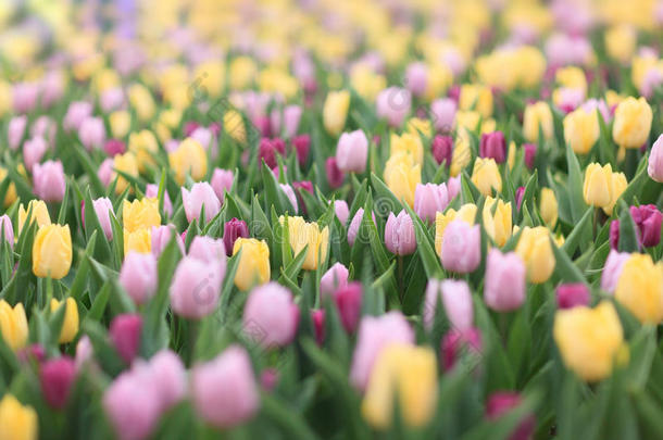 美丽的盛开萌芽复活节节日