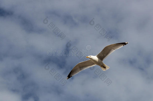 飞翔的海鸥对抗蓝色和白色，多云的天空
