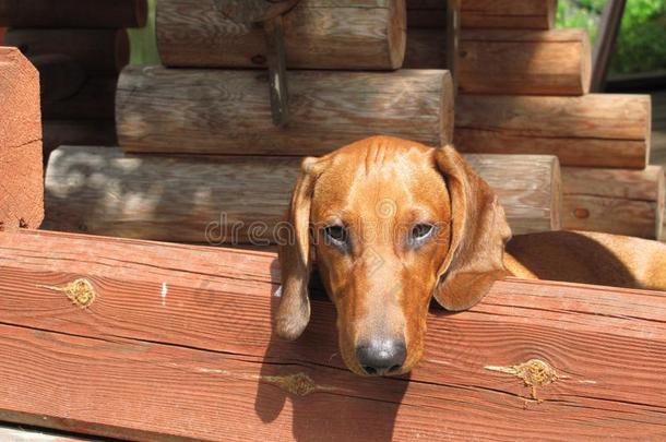 腊肠犬眼睛小狗红色阳光照射