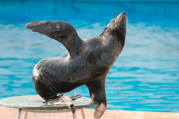 黑色克里米亚海豚海豚馆狮子