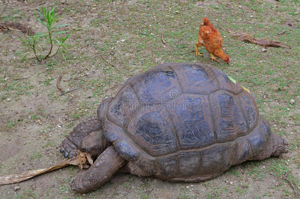 一只奥达布拉巨龟试图撕碎一棵干燥的树皮，而一只鸡在后面寻找食物