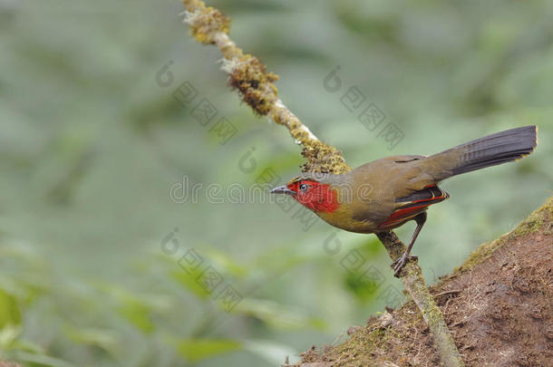 鸟(红脸的liocichla或红脸的liocichla)