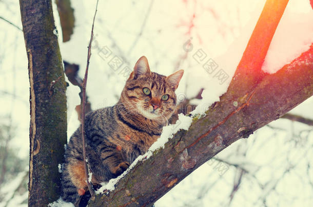 猫坐在雪树上