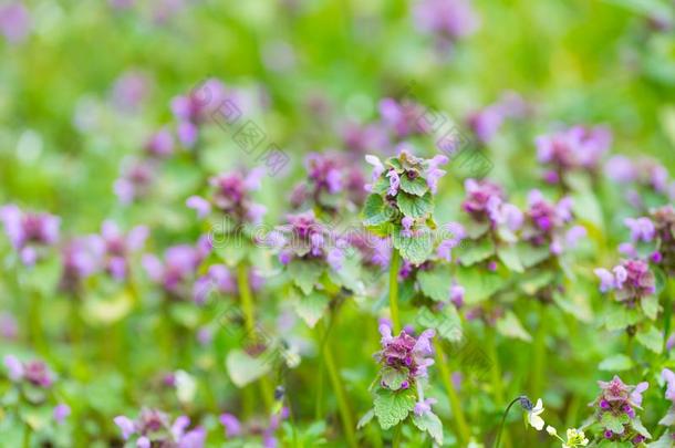 生物学开花蓝色号角布格勒赫