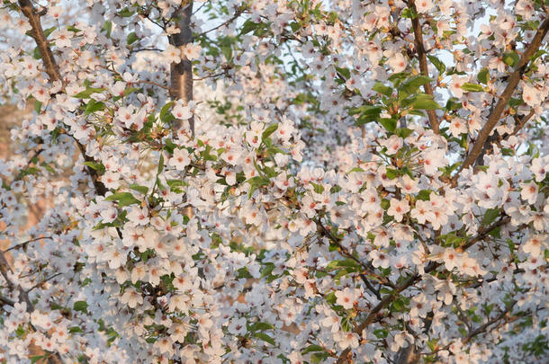 樱花在樱花树的背景上