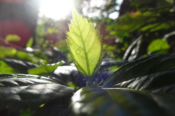 <strong>植树造林</strong>农业背景生物学植物学