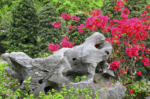 美丽的三角梅花花园风景