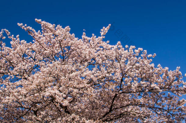 粉红樱花