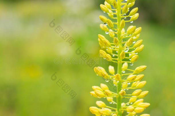 雷穆鲁花芽与水滴