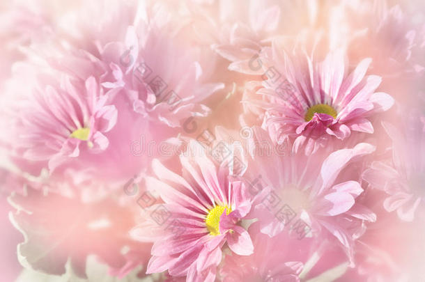 花的背景，粉红色的花