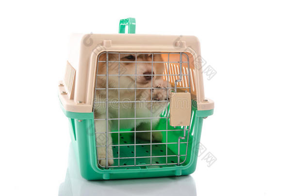 可爱的西伯利亚哈士奇小狗在旅行箱