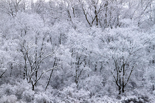伊利诺伊州森林降雪景观