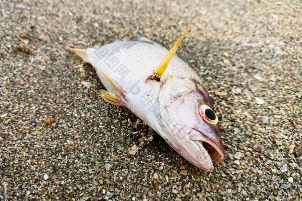 海滩上的死鱼。 水污染概念