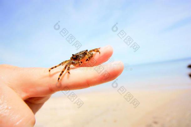小螃蟹