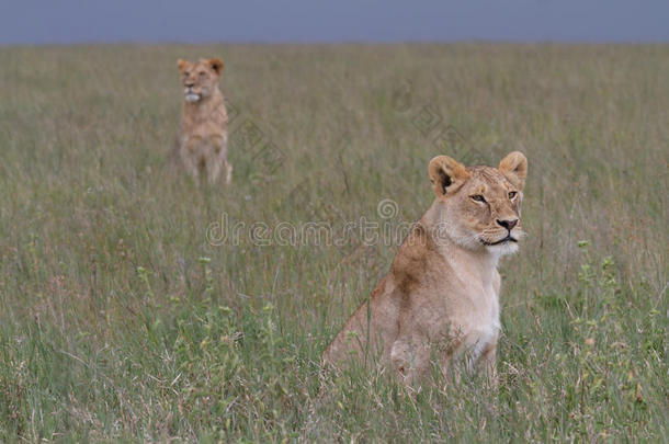 免费野生漫游非洲狮子